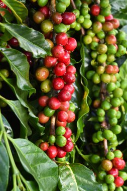 Kahve çekirdekleri olgunlaşma 