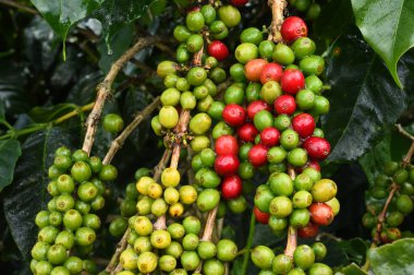 Kahve çekirdekleri olgunlaşma 