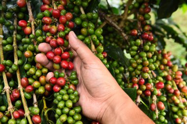 Kahve çekirdekleri olgunlaşma 