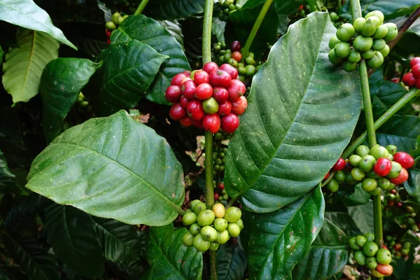 Kahve çekirdekleri olgunlaşma 