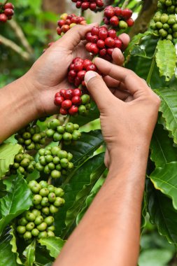 Kahve çekirdekleri olgunlaşma 