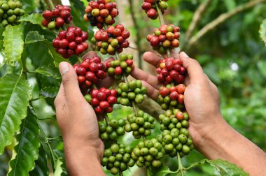 Kahve çekirdekleri olgunlaşma 