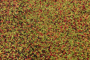 kızartma önce taze kahve çekirdekleri 