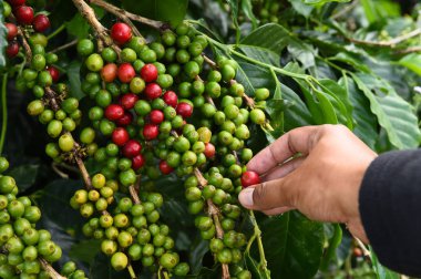 Kahve çekirdekleri olgunlaşma 