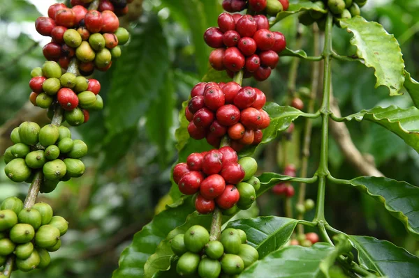 Kahve çekirdekleri olgunlaşma 