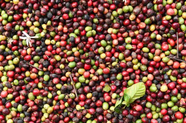 taze kahve çekirdeği