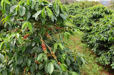 Kahve çekirdekleri olgunlaşma 