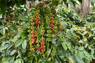 Kahve çekirdekleri olgunlaşma 