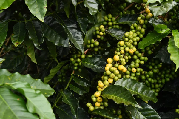 Granos de café maduración —  Fotos de Stock