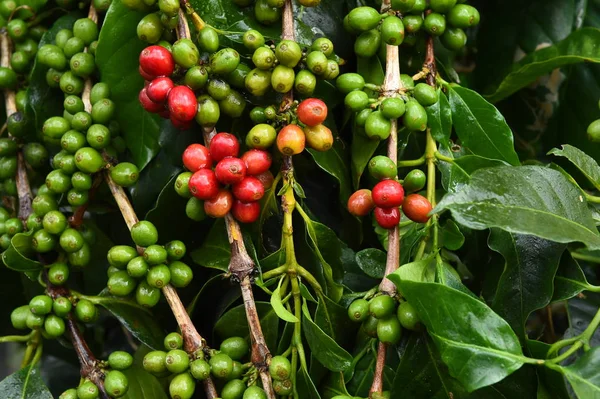 Granos de café maduración —  Fotos de Stock