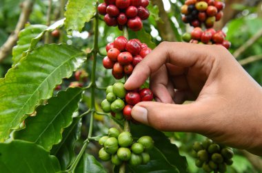 Kahve çekirdekleri olgunlaşma 