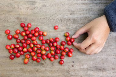 taze kahve çekirdeği 