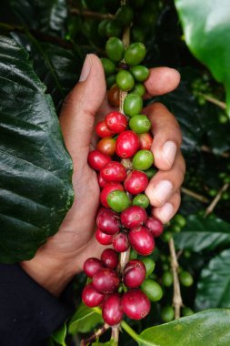 Kahve çekirdekleri olgunlaşma 