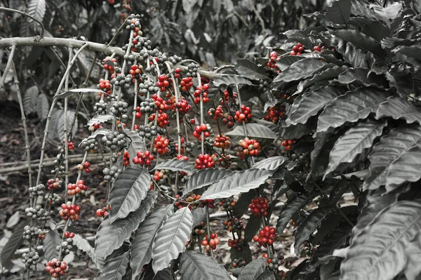Κόκκοι καφέ που ωριμάζουν σε ένα δέντρο — Φωτογραφία Αρχείου