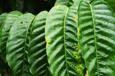 kahve ağacı yaprakları 