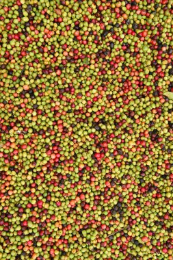 taze kahve çekirdeği 