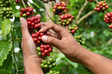 Kahve çekirdekleri olgunlaşma 