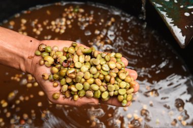 taze kahve çekirdeği 