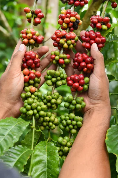 Koffiebonen rijping — Stockfoto