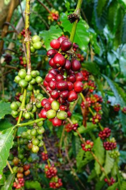 Kahve çekirdekleri olgunlaşma 