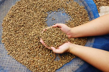 taze kahve çekirdeği 