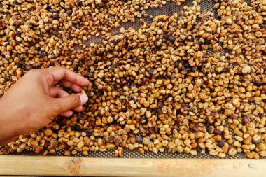 Kahve çekirdeklerini yakın. 