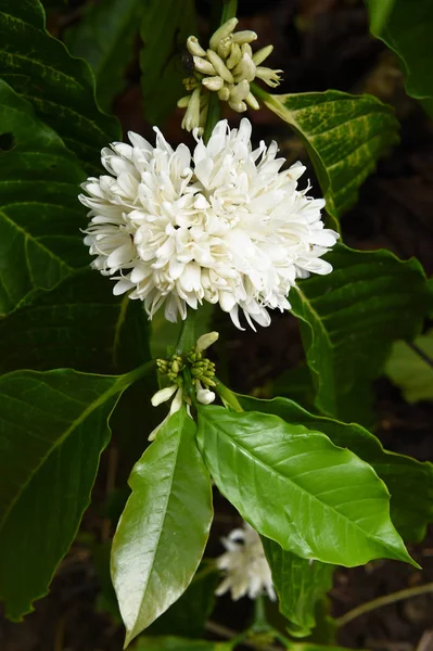 Flor de árvore de café — Fotografia de Stock