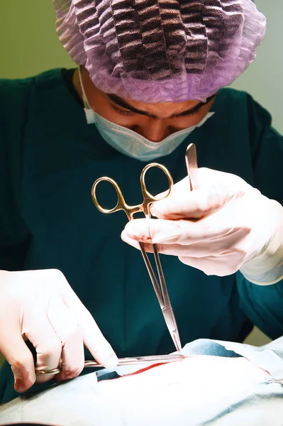 Two veterinarian surgeons in operating room — Stock Photo, Image