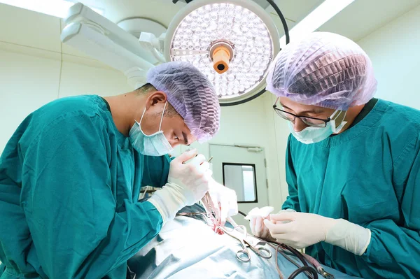 Ameliyathanede iki veteriner cerrah var. — Stok fotoğraf