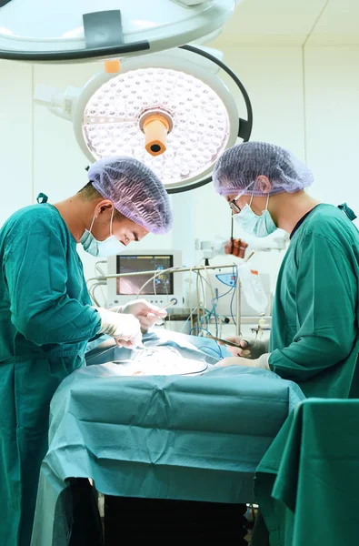 Dois cirurgiões veterinários na sala de operações — Fotografia de Stock