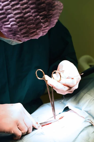 Veterinarian surgery in operation room — Stock Photo, Image