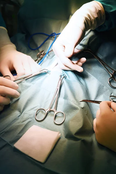 Κτηνίατρος χειρουργική επέμβαση σε λειτουργία δωμάτιο — Φωτογραφία Αρχείου
