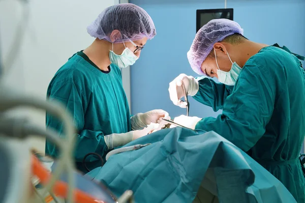 Dois cirurgiões veterinários na sala de operações — Fotografia de Stock