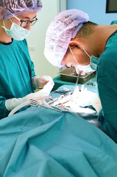 Two veterinarian surgeons in operating room — Stock Photo, Image