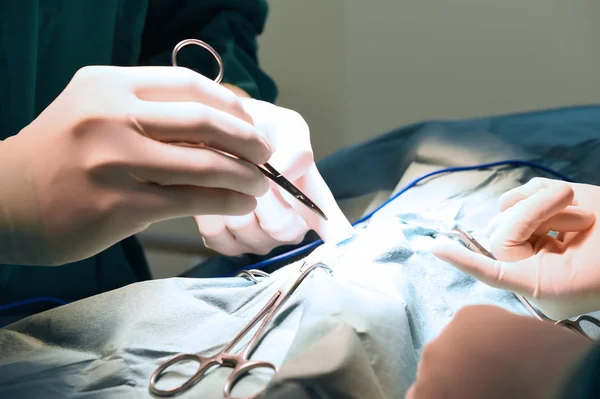 Veterinärer i operationssalen — Stockfoto