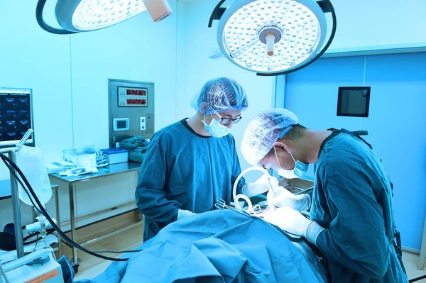 Two veterinarian surgeons in operating room — Stock Photo, Image