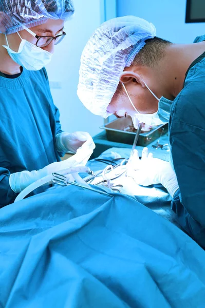 Dois cirurgiões veterinários na sala de operações — Fotografia de Stock