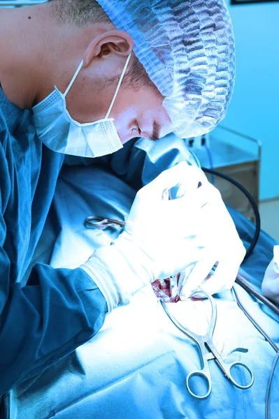 Lekarze weterynarii na sali operacyjnej — Zdjęcie stockowe