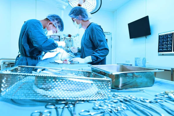 Dois cirurgiões veterinários na sala de operações — Fotografia de Stock