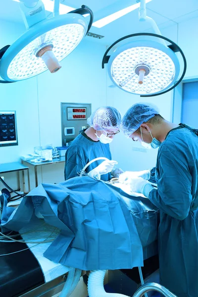 Два ветеринарних хірурги в операційній — стокове фото
