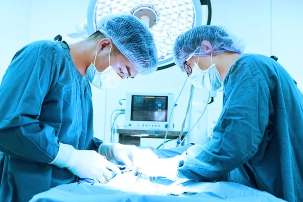 Two veterinarian surgeons in operating room — Stock Photo, Image