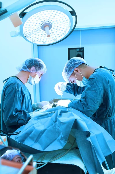 Dois cirurgiões veterinários na sala de operações — Fotografia de Stock