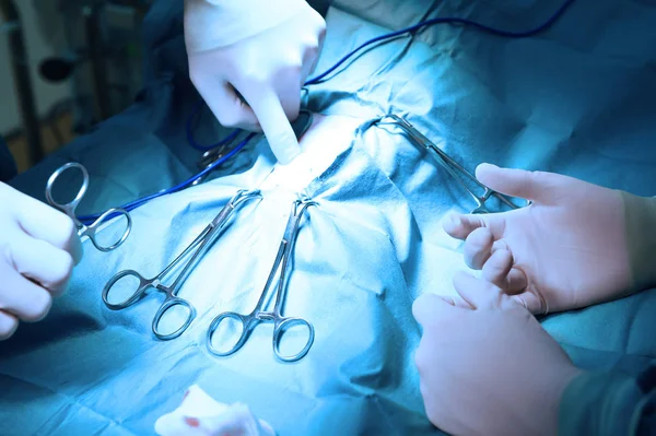 Veterinarian surgeons in operating room — Stock Photo, Image