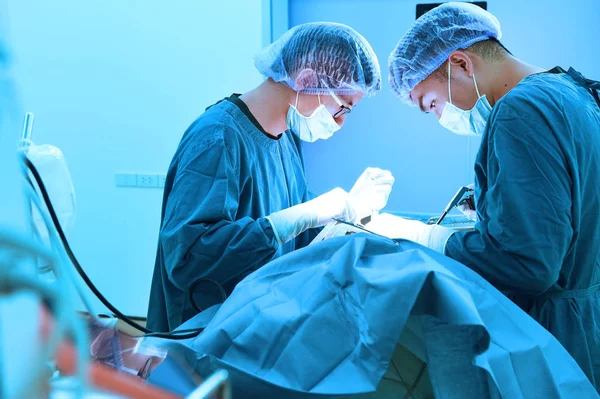 Dois cirurgiões veterinários na sala de operações — Fotografia de Stock