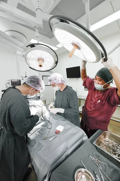 Grupo de cirurgia veterinária na sala de operação — Fotografia de Stock