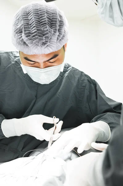 Állatorvos sebészek a műtőben — Stock Fotó