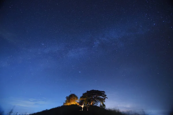 Cielo nocturno con la Vía Láctea sobre el bosque y los árboles — Foto de Stock