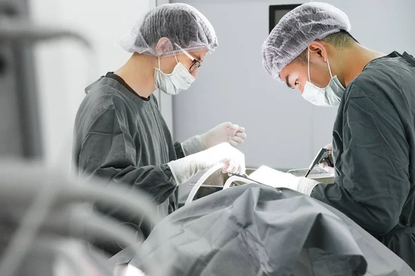 Dois cirurgiões veterinários na sala de operações — Fotografia de Stock