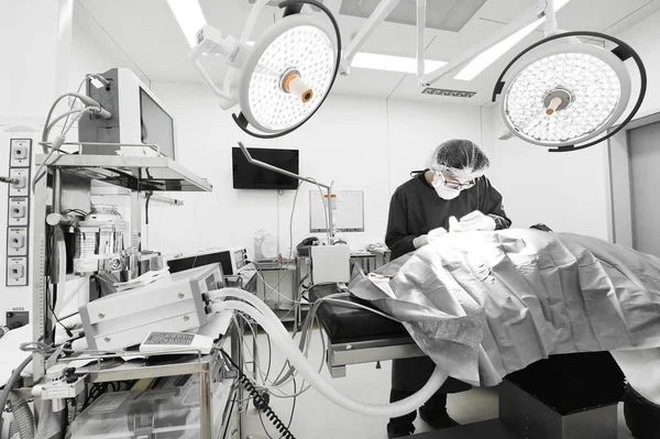 Dierenarts chirurgen in de operatiekamer — Stockfoto