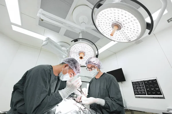 Dois cirurgiões veterinários na sala de operações — Fotografia de Stock